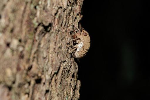 羽化するために木に登る小さな蝉の幼虫 羽化するために木に登る小さな蝉の幼虫の写真