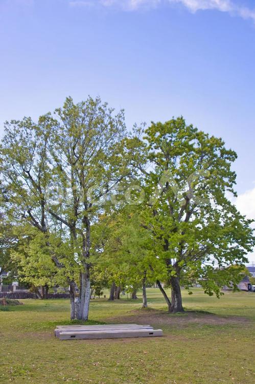 二本の木 春,風,春風の写真素材