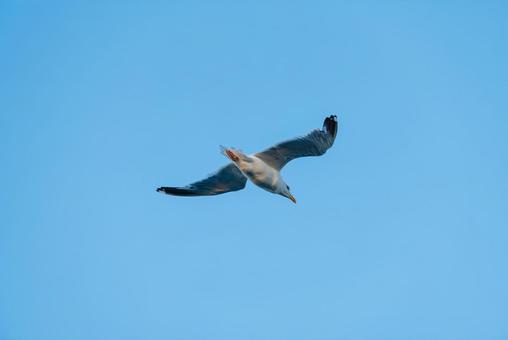 大空を優雅に舞うセグロカモメ 大空を優雅に舞うセグロカモメ セグロカモメ,渡り鳥,冬鳥の写真素材