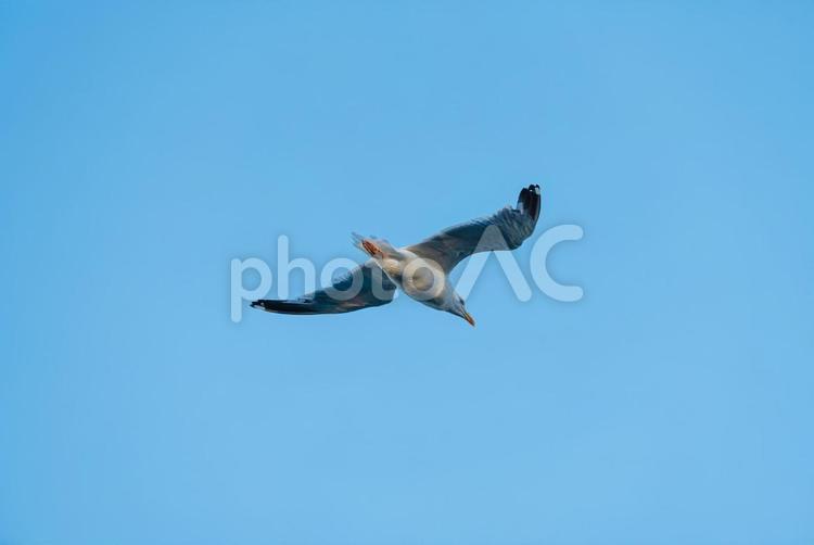 大空を優雅に舞うセグロカモメ セグロカモメ,渡り鳥,冬鳥の写真素材