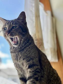 猫 キジトラ 日向ぼっこ あくび 猫 キジトラ 日向ぼっこ あくびの写真