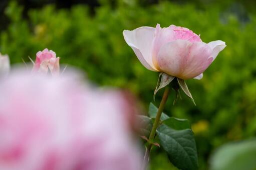 薔薇 薔薇の写真