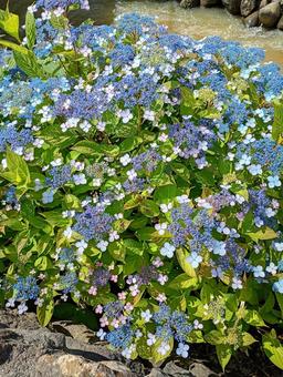 川沿いに咲くブルーのあじさい 川沿いに咲くブルーのあじさい あじさい,花,紫陽花の写真素材