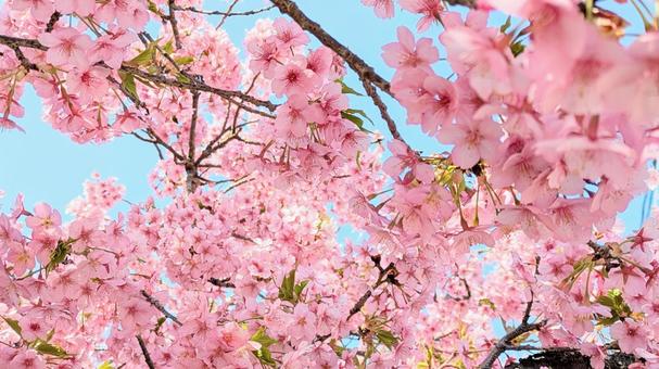 河津桜① 河津桜①の写真