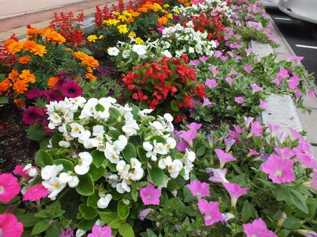 多種類の花々が咲きこぼれる見事な花壇 多種類の花々が咲きこぼれる見事な花壇 ベゴニア,ペチュニア,サルビアの写真素材