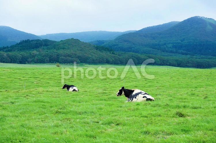 北海道弟子屈町の乳牛の放牧景観 乳牛,牛乳,放牧の写真素材