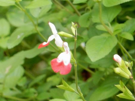 【花の写真】チェリーセージ チェリーセージ,植物,花の写真素材