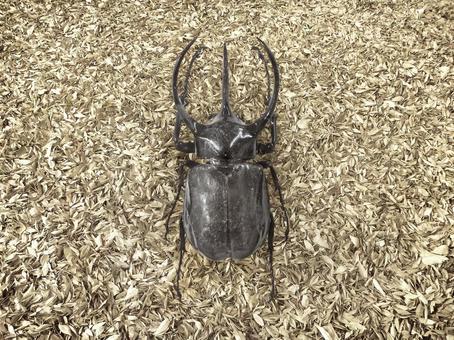 Photo, caucasian wolf, beetle, natural, 