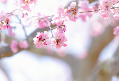 桜①の写真