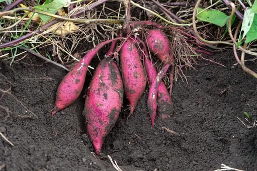 イモ掘り（さつまいも） さつまいも,イモ,食物の写真素材
