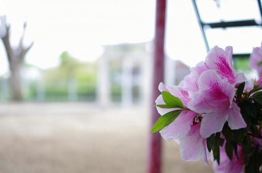 flower, JPG