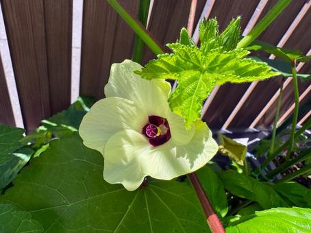 家庭菜園で咲いたオクラの美しい花 家庭菜園で咲いたオクラの美しい花 植物,花,オクラの写真素材