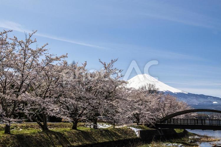 河口湖の桜並木 自然,背景,富士山の写真素材