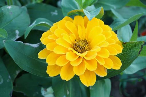 満開の黄色のジニアの花1　花素材　背景 ジニア,花びら,鮮やかの写真素材