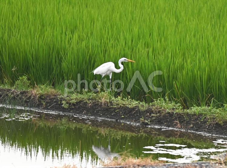 田園に佇むダイサギ ダイサギ,サギ,鷺の写真素材