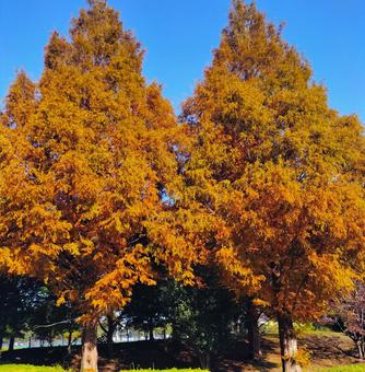 黄色に色づくイチョウ 黄色に色づくイチョウの写真