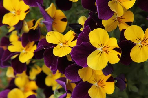 Photo, flower, winter and spring, viola, 