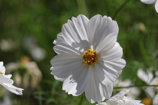 白い花びらの秋桜の花のアップ 白い,花びら,秋桜の写真素材