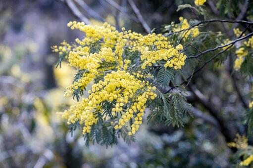 美しいミモザのクローズアップ ミモザ,花,春の写真素材