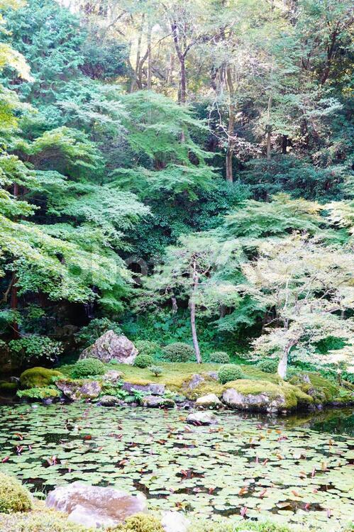 京都　南禅寺　天授庵庭園　壁紙 自然,植物,池の写真素材