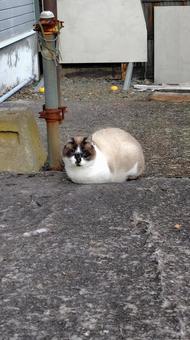 くつろぐ野良猫ちゃん 野良猫,ねこ,catの写真素材