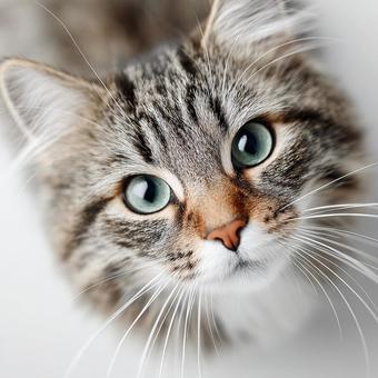 こちらを見つめる猫の顔のアップ こちらを見つめる猫の顔のアップの写真