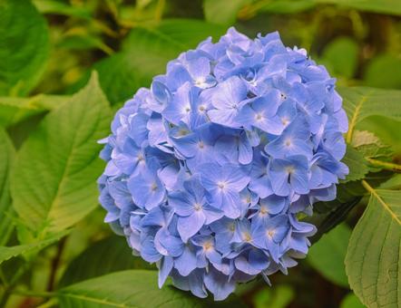 アジサイの小径　アジサイの花2ー7 アジサイ,紫陽花,花の写真素材