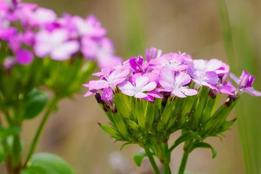 ハマナデシコ⑶ ハマナデシコ⑶ 花,ハマナデシコ,植物の写真素材