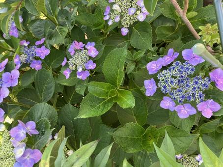 アジサイ アジサイ 紫陽花,花,植物の写真素材