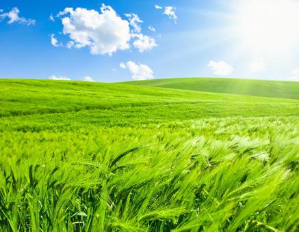 A peaceful day with grassy hills and soothing fresh greenery, fresh green, flower, grass, JPG