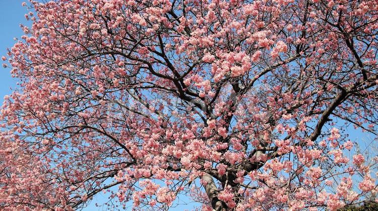 南伊豆下賀茂温泉の河津桜 桜,春,花の写真素材