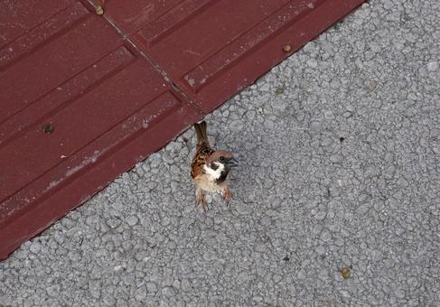 こちらを見つめる雀 雀,スズメ,鳥の写真素材