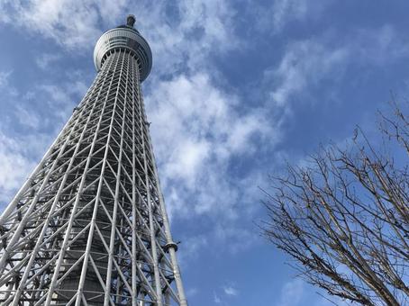 スカイツリー スカイツリーの写真