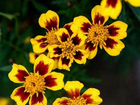 マリーゴールド マリーゴールド,花,黄色の写真素材