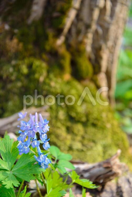  エゾエンゴサク  エゾエンゴサク,花,エンゴサクの写真素材