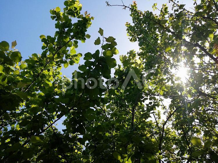 初夏の青梅　ユーチューブ動画編集素材 自然,梅,木の写真素材