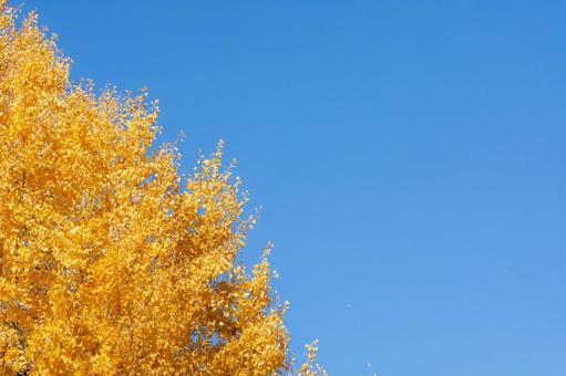 秋空 秋空の写真