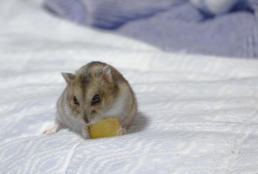 かぼちゃを食べるハムスター かぼちゃを食べるハムスター ハムスター,動物,かぼちゃの写真素材