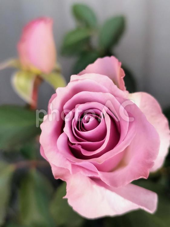 ベランダのバラ・ニューウェーブ バラ,薔薇,ニューウエーブの写真素材