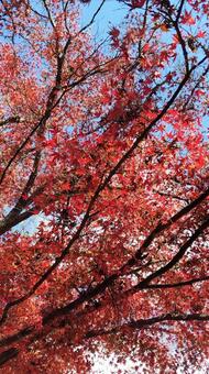 紅葉 赤い,紅葉,もみじの写真素材