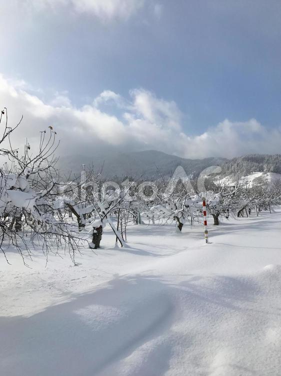 真冬の青森県 2 青森,リンゴ畑,雪の写真素材