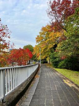 坂道の紅葉 紅葉,道,坂道の写真素材