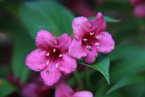 Photo, weigela, flowers and trees, brilliant, 
