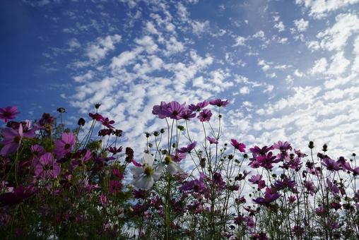 コスモス コスモス,秋,晴天の写真素材