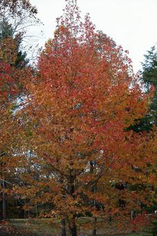 紅葉 紅葉 紅葉,秋,秋の風景の写真素材