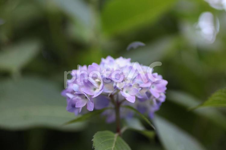 紫色のガクアジサイ アジサイ,紫陽花,あじさいの写真素材