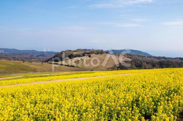 あわじ花さじき・菜の花 菜の花,菜の花畑,花の絨毯の写真素材