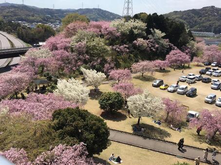 桜 桜の写真