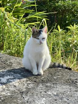 行儀よく座る猫 猫,地域猫,さくら猫の写真素材