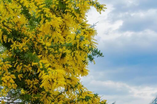 満開に広がるミモザの黄花と空 ミモザ,花,黄色の写真素材